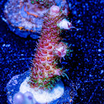 Dragon Scales Millepora - riptide aquaculture llc