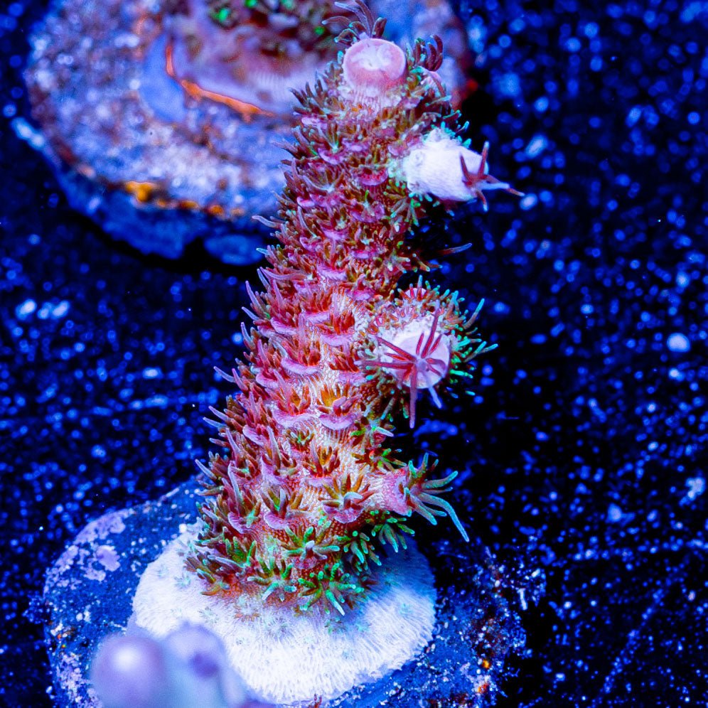 Dragon Scales Millepora - riptide aquaculture llc