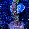 Who Dat Millepora - riptide aquaculture llc