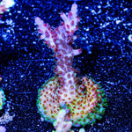 Night Furry Acropora - riptide aquaculture llc