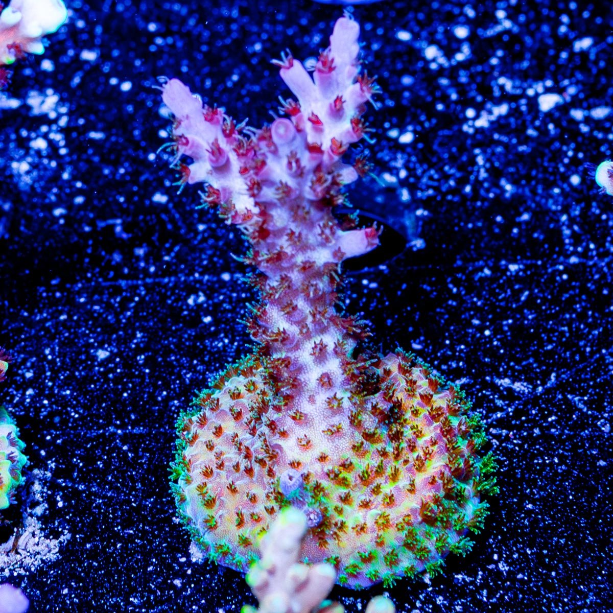 Night Furry Acropora - riptide aquaculture llc