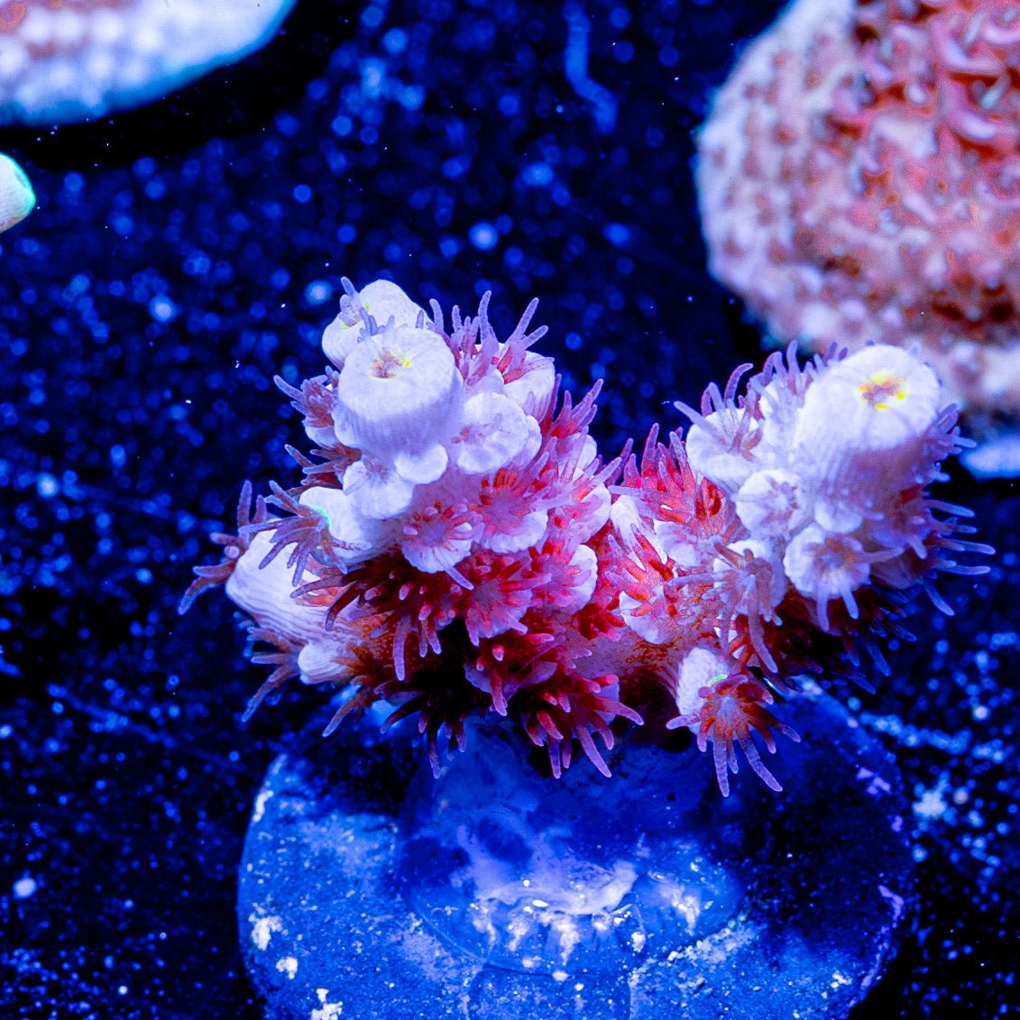 Cherry Bomb Tenuis - riptide aquaculture llc