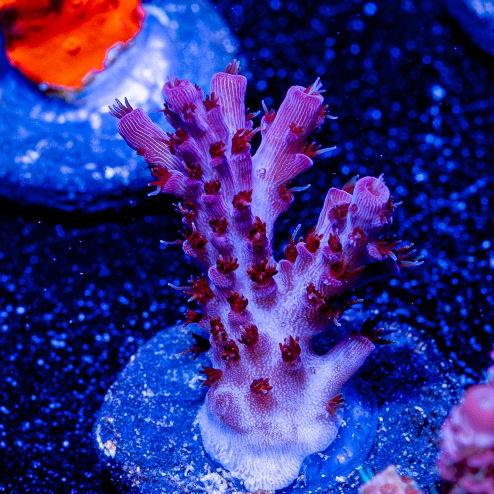 Night Furry Acropora - riptide aquaculture llc