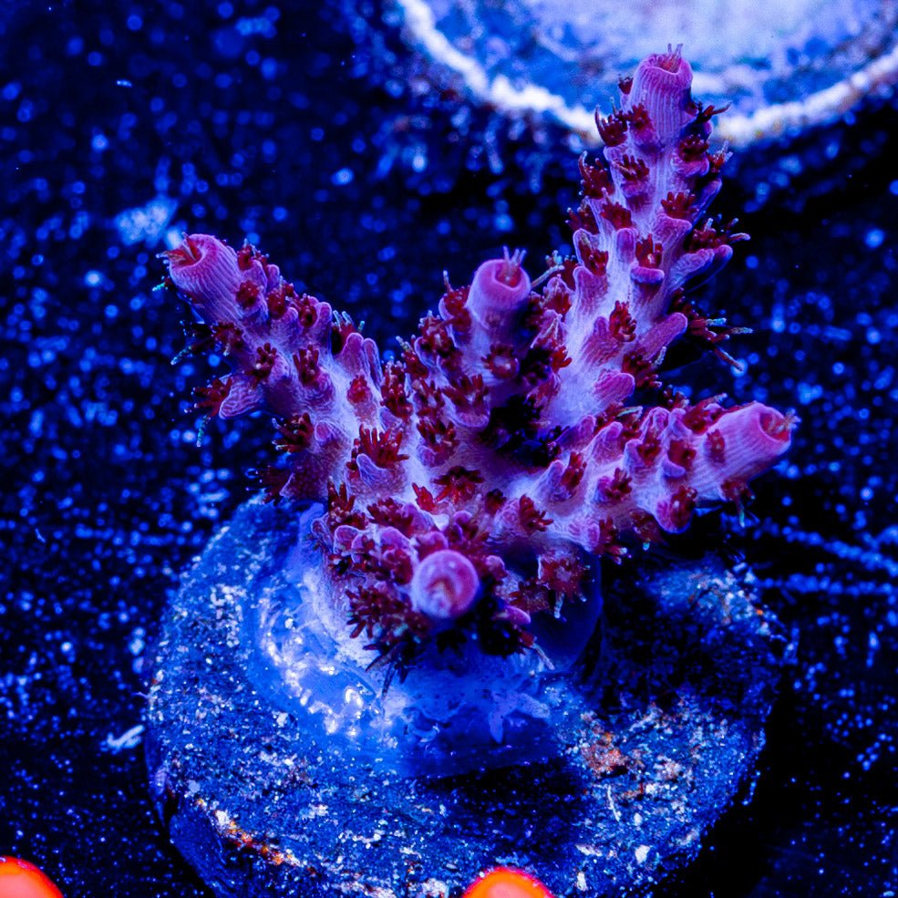 Night Furry Acropora - riptide aquaculture llc