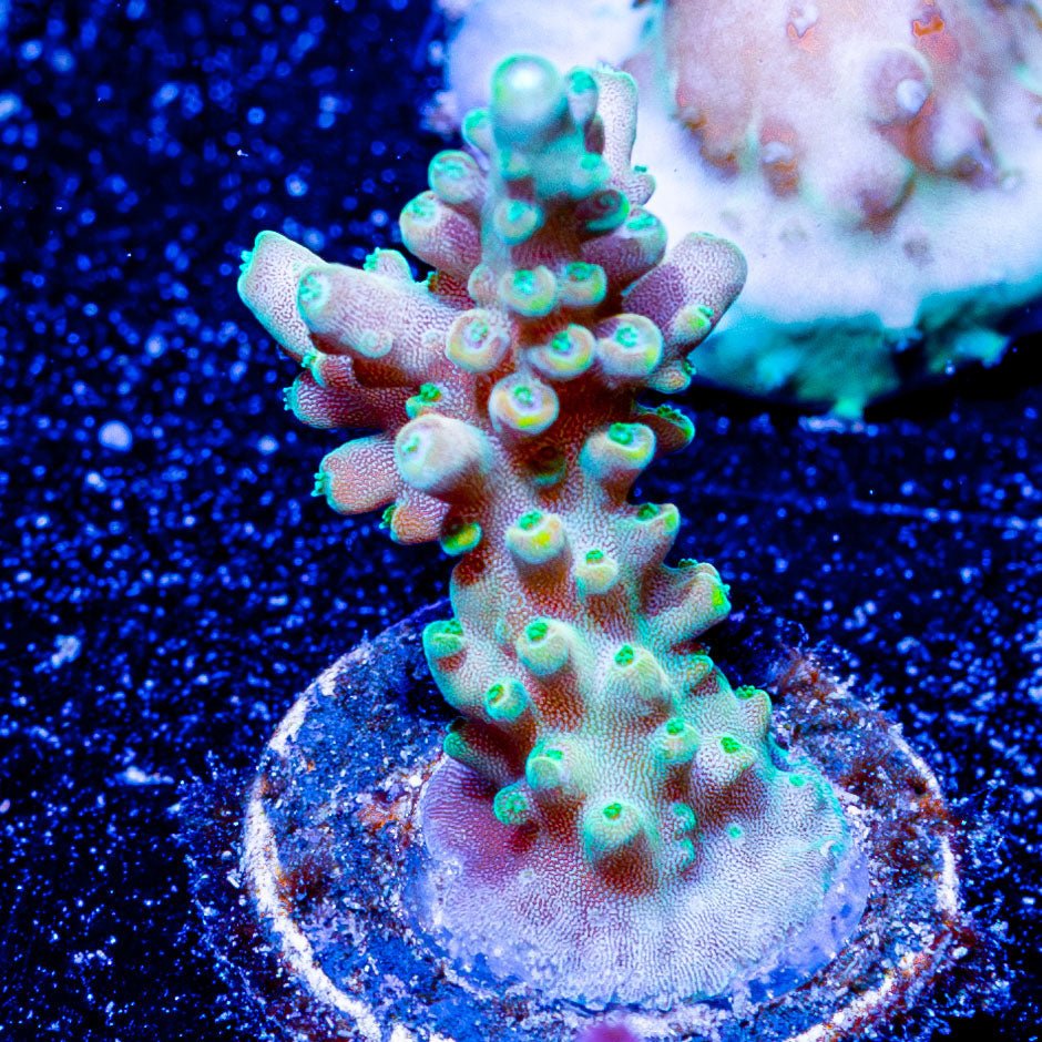 Bali Shortcake Acropora - riptide aquaculture llc