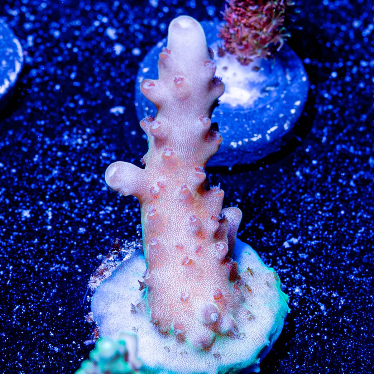 Banana Hands Acro - riptide aquaculture llc