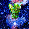 RMF Acid Trip Millepora - riptide aquaculture llc