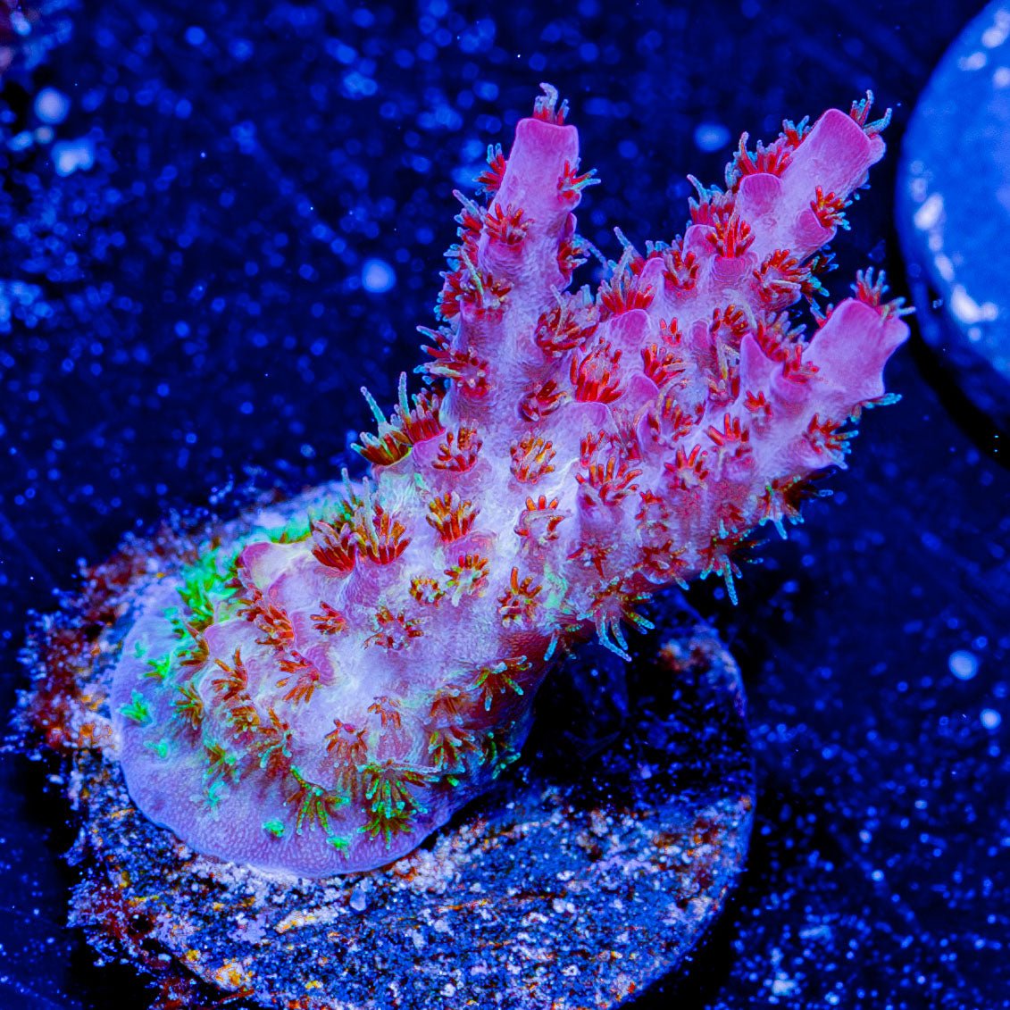 Night Furry Acropora - riptide aquaculture llc