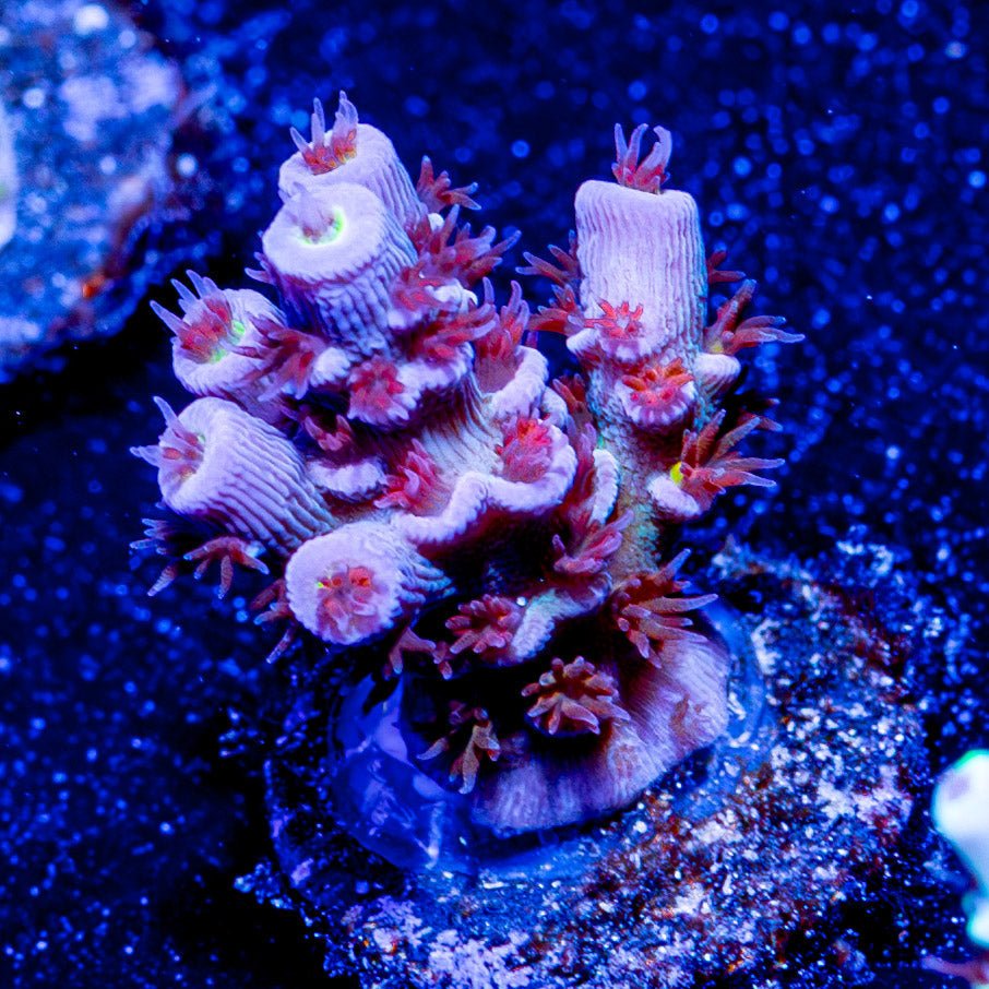 Globe Master Tenuis - riptide aquaculture llc