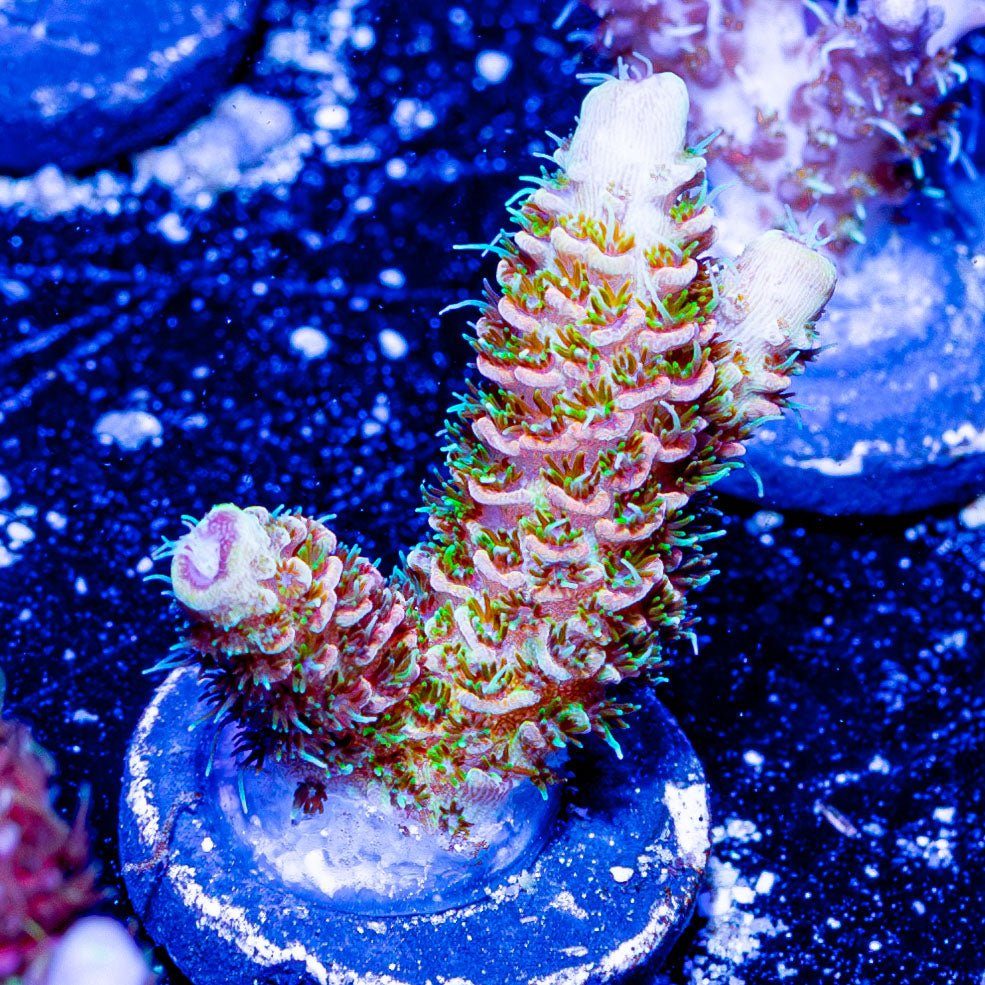 Dragon Scales Millepora - riptide aquaculture llc