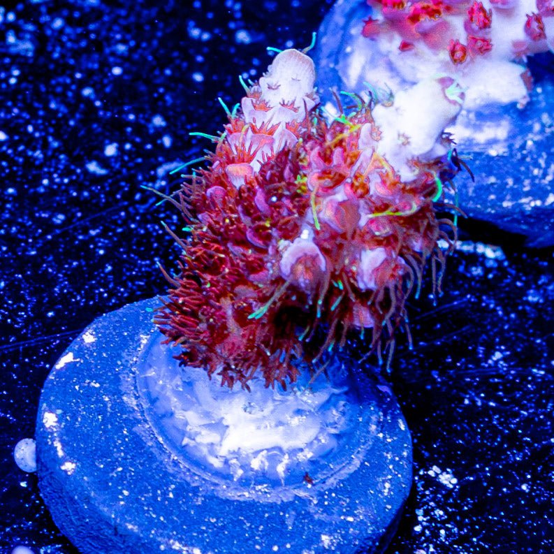 Who Dat Millepora - riptide aquaculture llc