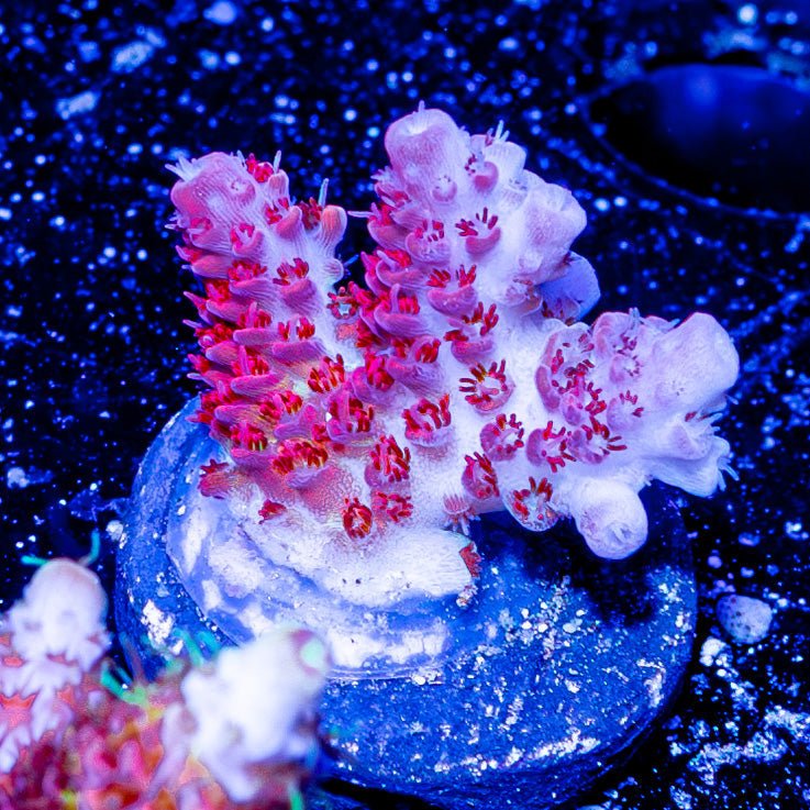 Princess Peach Acro - riptide aquaculture llc