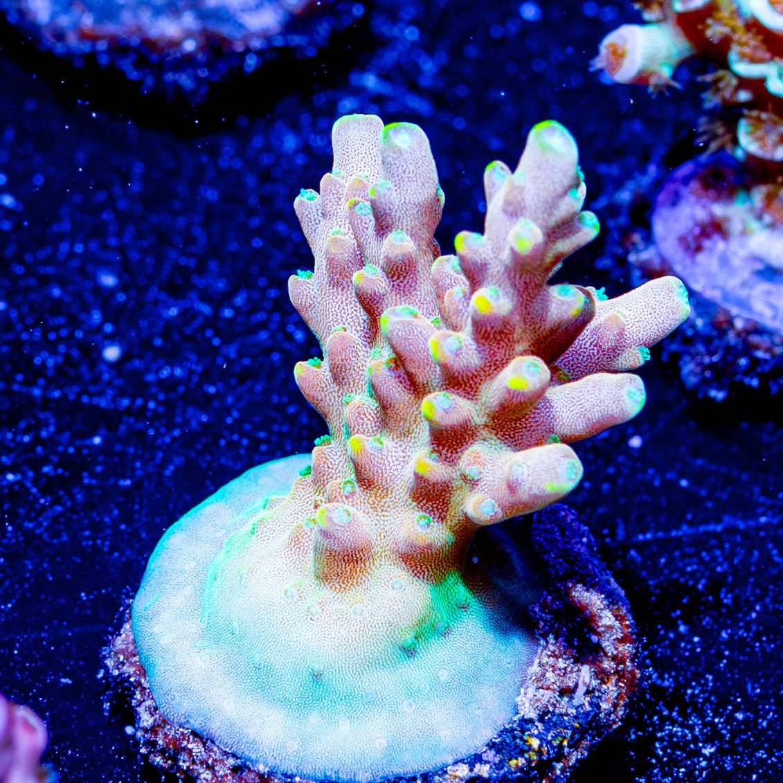 Bali Shortcake Acropora - riptide aquaculture llc