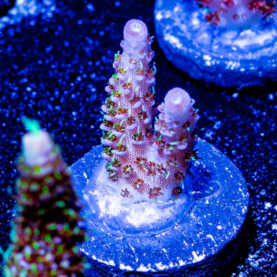 Who Dat Millepora - riptide aquaculture llc