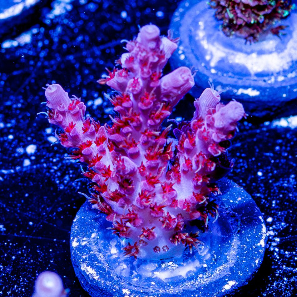 Night Furry Acropora - riptide aquaculture llc