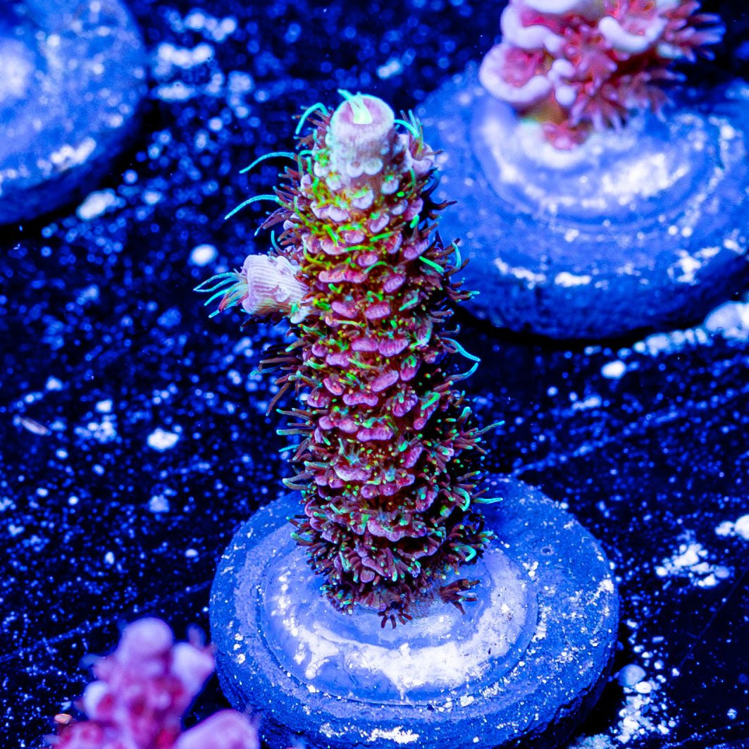 Who Dat Millepora - riptide aquaculture llc