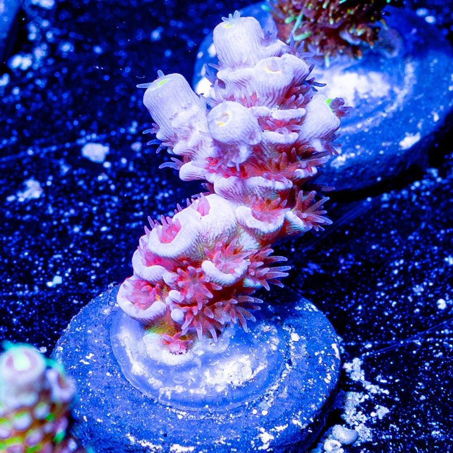 Cherry Bomb Tenuis - riptide aquaculture llc