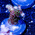 Who Dat Millepora - riptide aquaculture llc