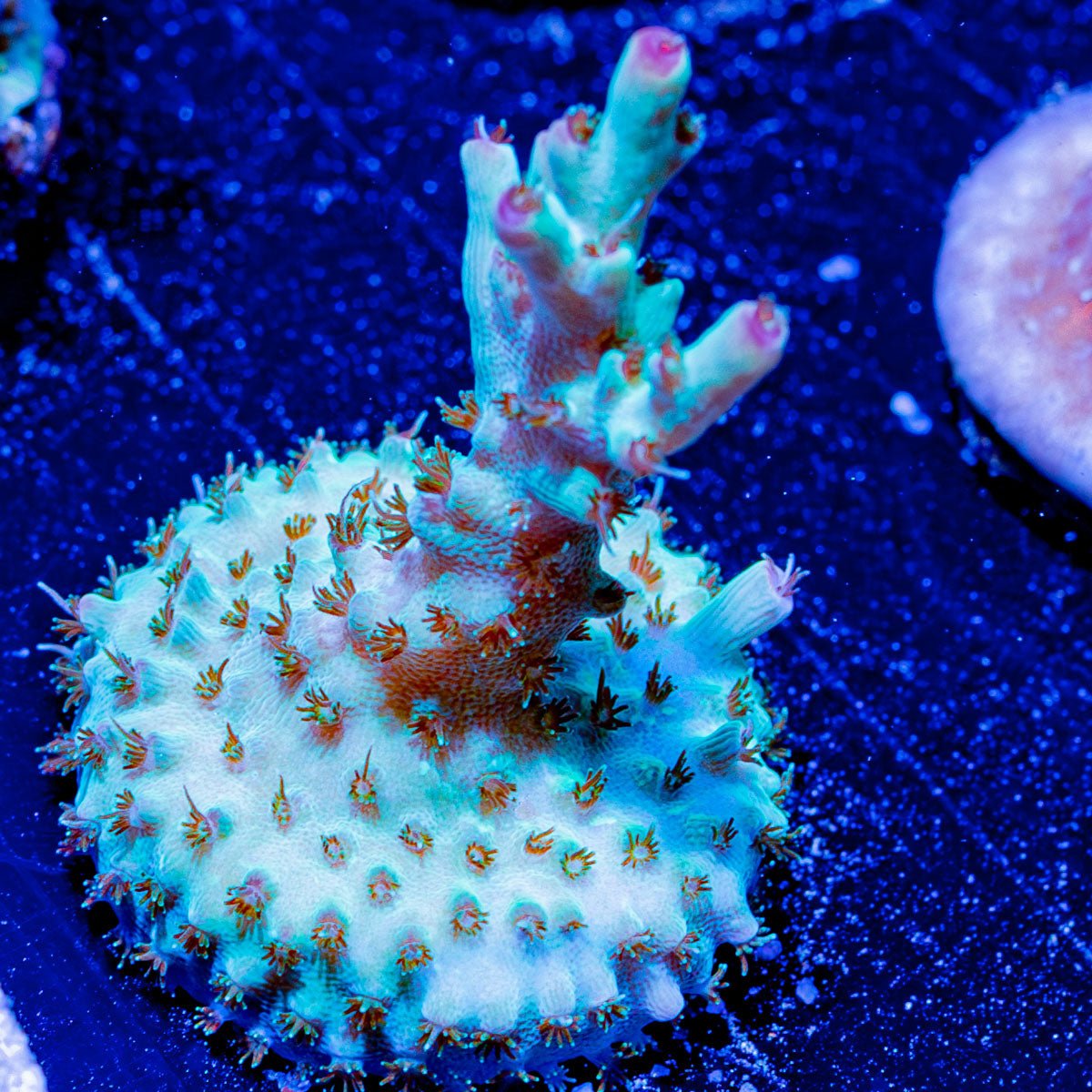 Yoda Acropora - riptide aquaculture llc