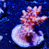 Purple Haze Acropora - riptide aquaculture llc