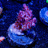 Night Furry Acropora - riptide aquaculture llc