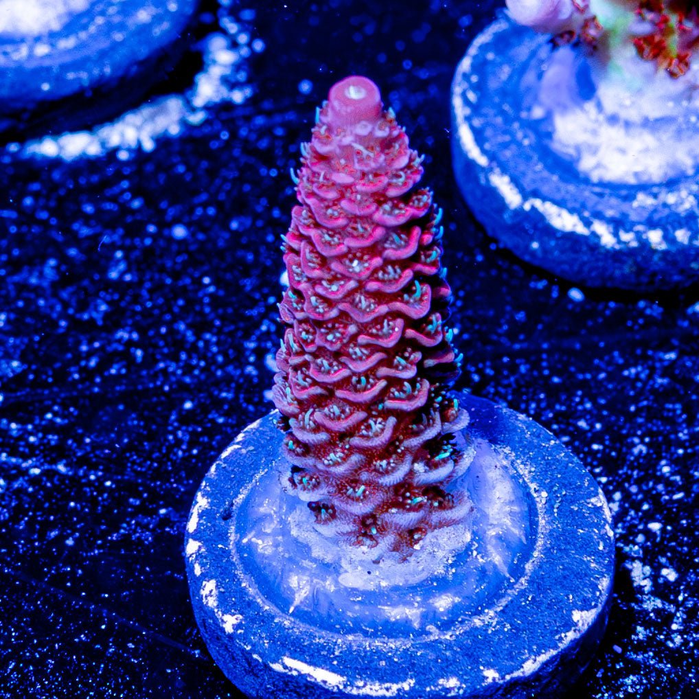 Judge Judy Acropora - riptide aquaculture llc