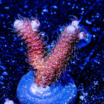 Who Dat Millepora - riptide aquaculture llc