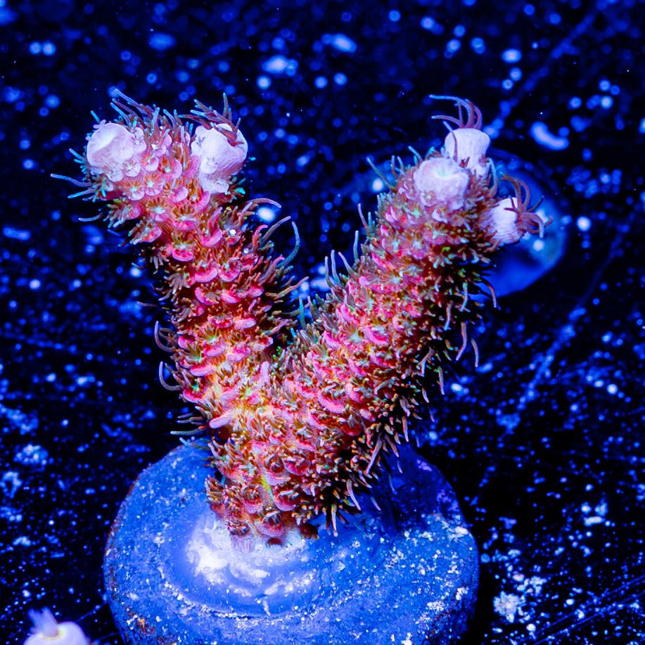 Who Dat Millepora - riptide aquaculture llc