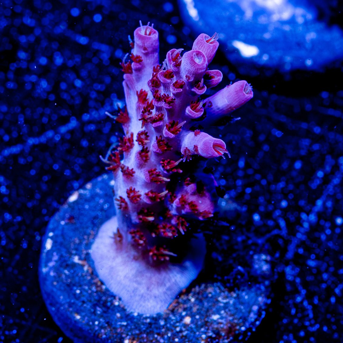 Night Furry Acropora - riptide aquaculture llc