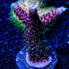 Who Dat Millepora - riptide aquaculture llc