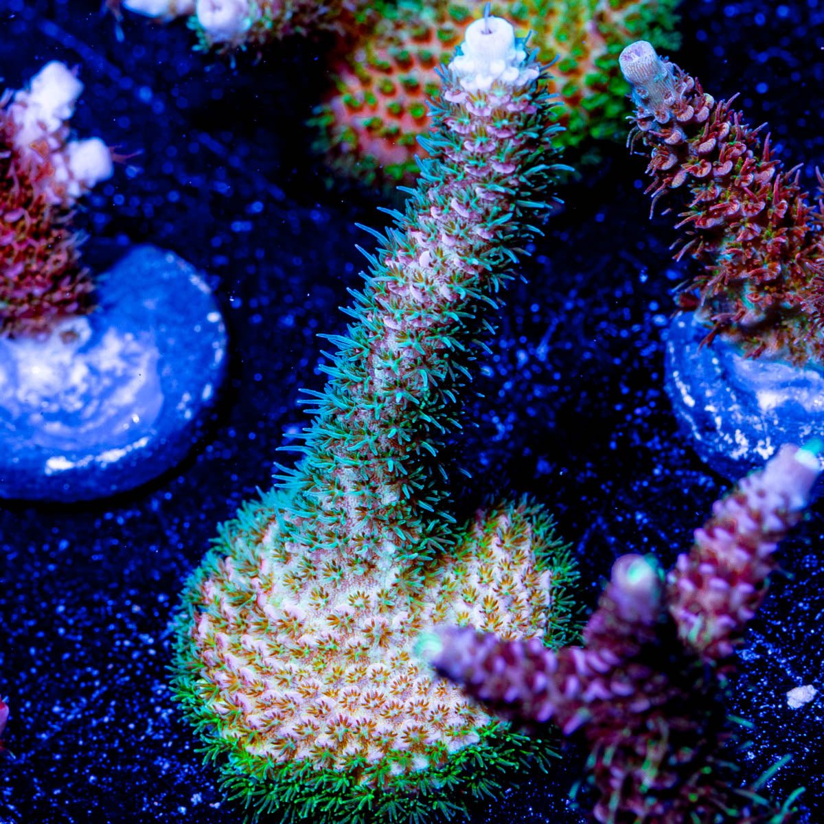 Judge Judy Acropora - riptide aquaculture llc