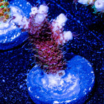 Who Dat Millepora - riptide aquaculture llc