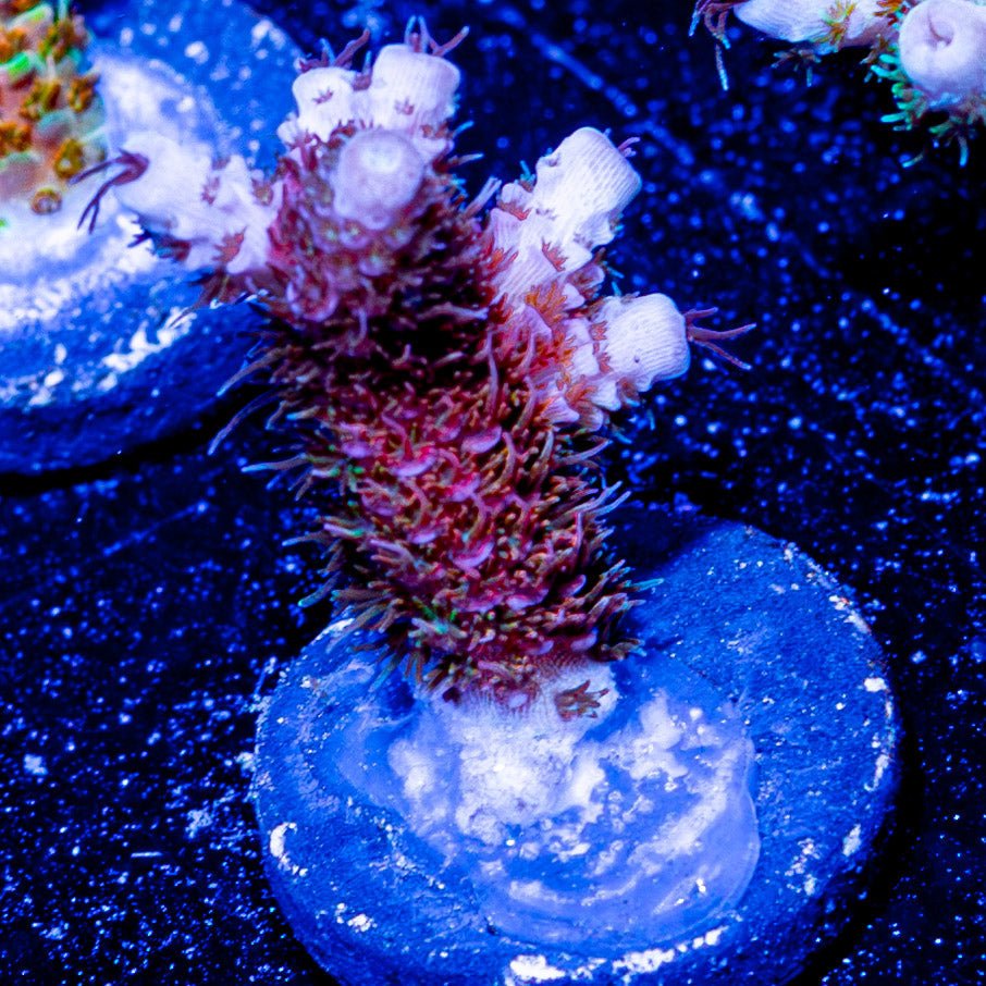 Who Dat Millepora - riptide aquaculture llc