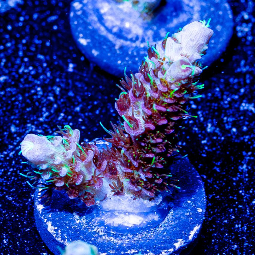 Who Dat Millepora - riptide aquaculture llc