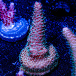 Judge Judy Acropora - riptide aquaculture llc