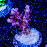 Night Furry Acropora - riptide aquaculture llc