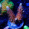 Who Dat Millepora - riptide aquaculture llc