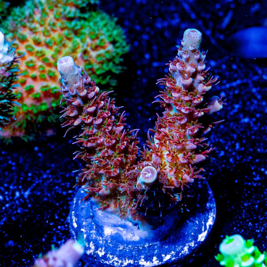 Who Dat Millepora - riptide aquaculture llc