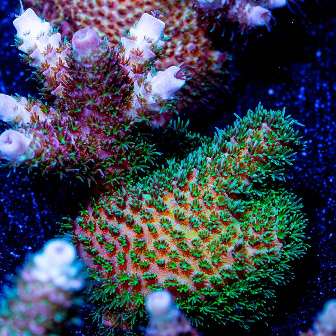 Sky Walker Millepora - riptide aquaculture llc