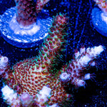 Sky Walker Millepora - riptide aquaculture llc