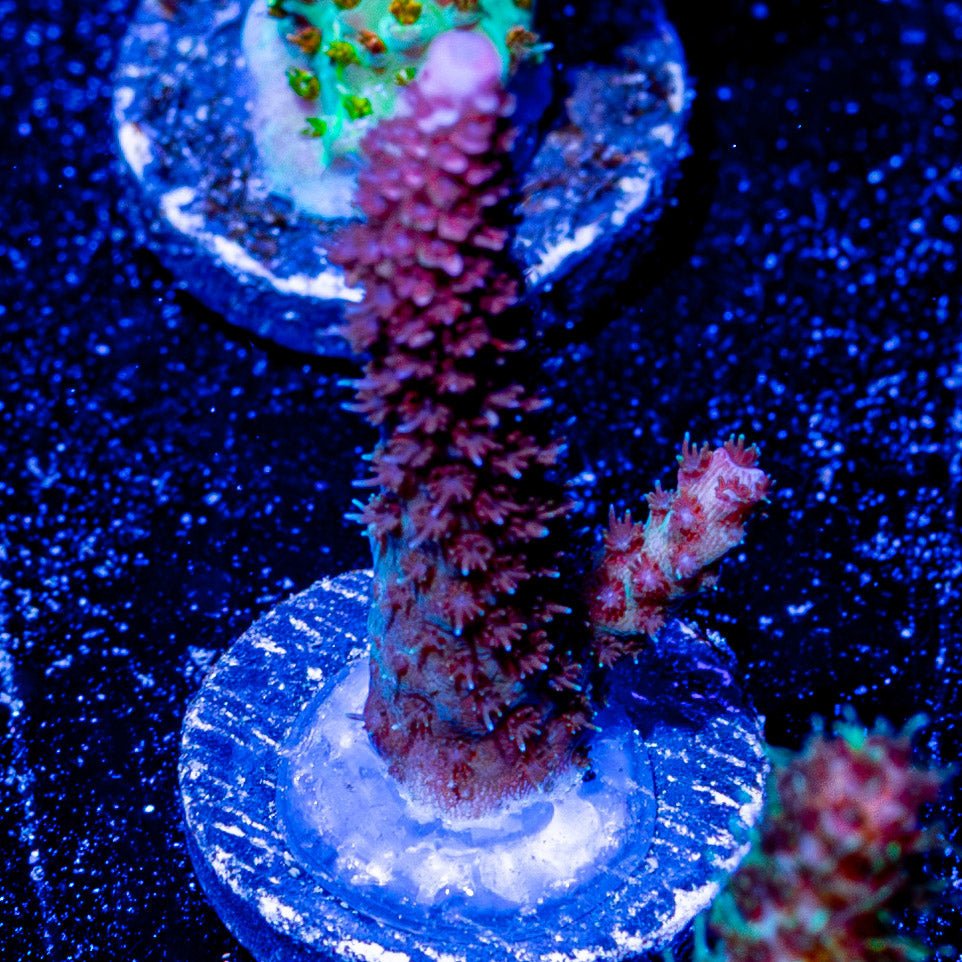 Sky Walker Millepora - riptide aquaculture llc