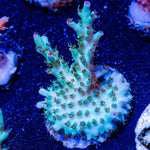 Yoda Acropora - riptide aquaculture llc