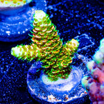 RMF Acid Trip Millepora - riptide aquaculture llc