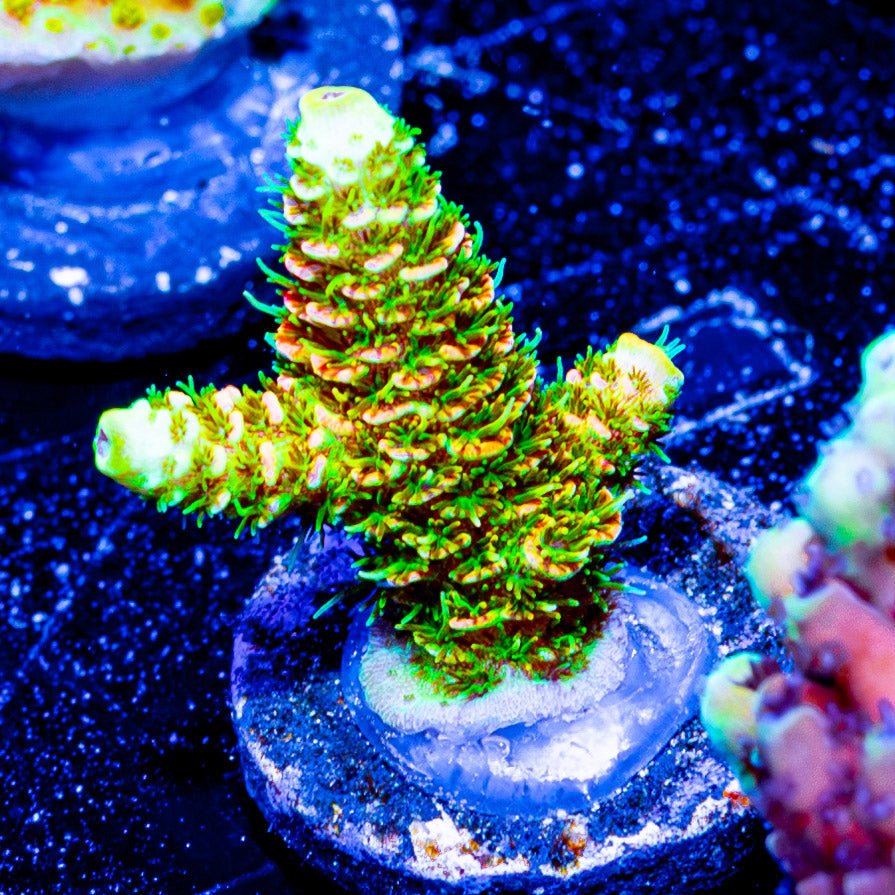 RMF Acid Trip Millepora - riptide aquaculture llc