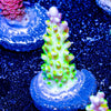 Paletta Pink Tip Acro - riptide aquaculture llc