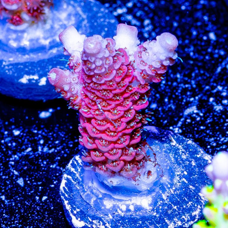 Strawberry Millepora - riptide aquaculture llc