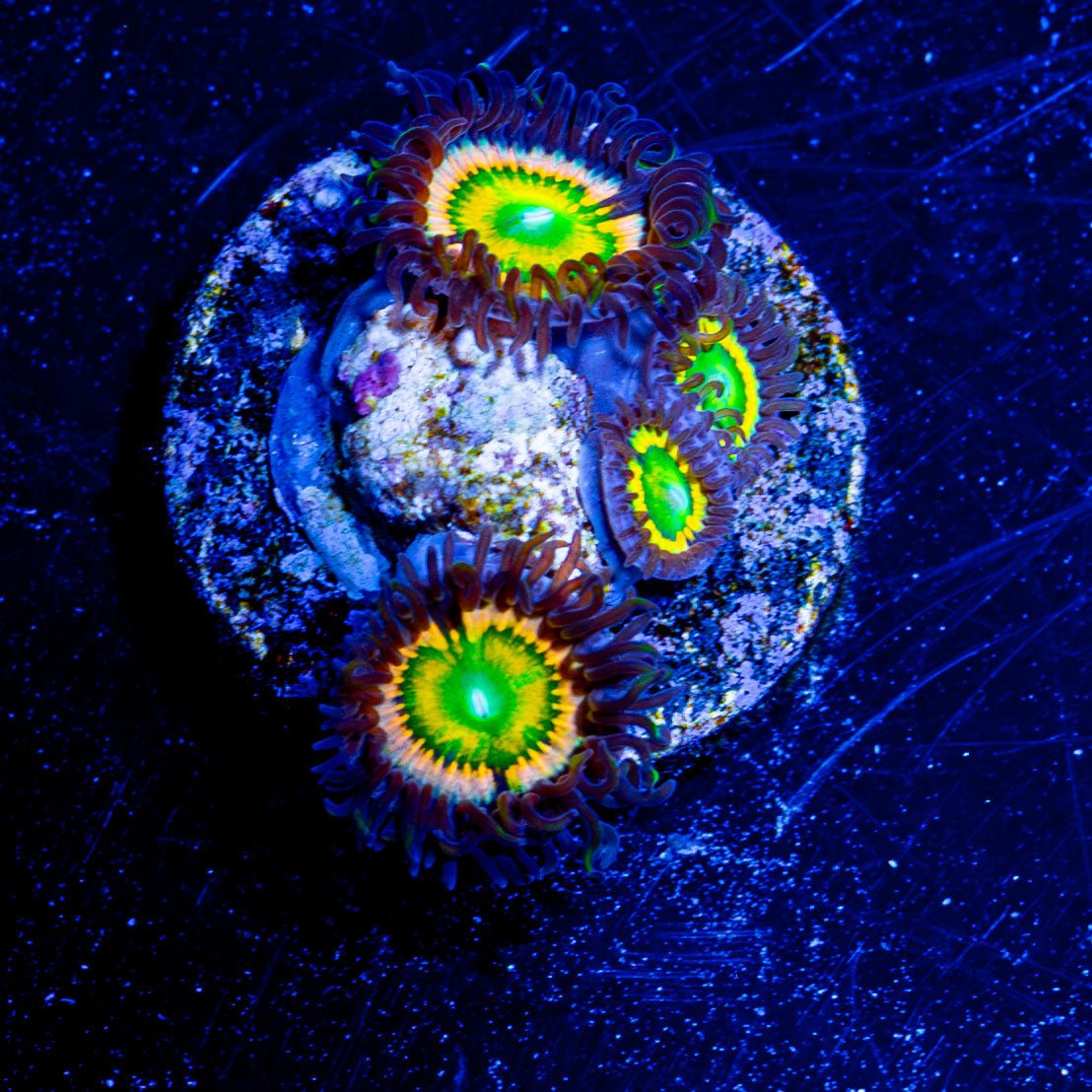 Citrus Cooler Zoanthid - riptide aquaculture llc