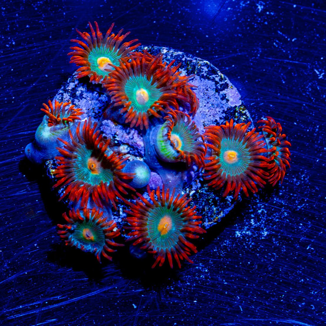 Gatorade Zoanthid - riptide aquaculture llc