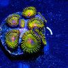 Golden Gods Zoanthid - riptide aquaculture llc