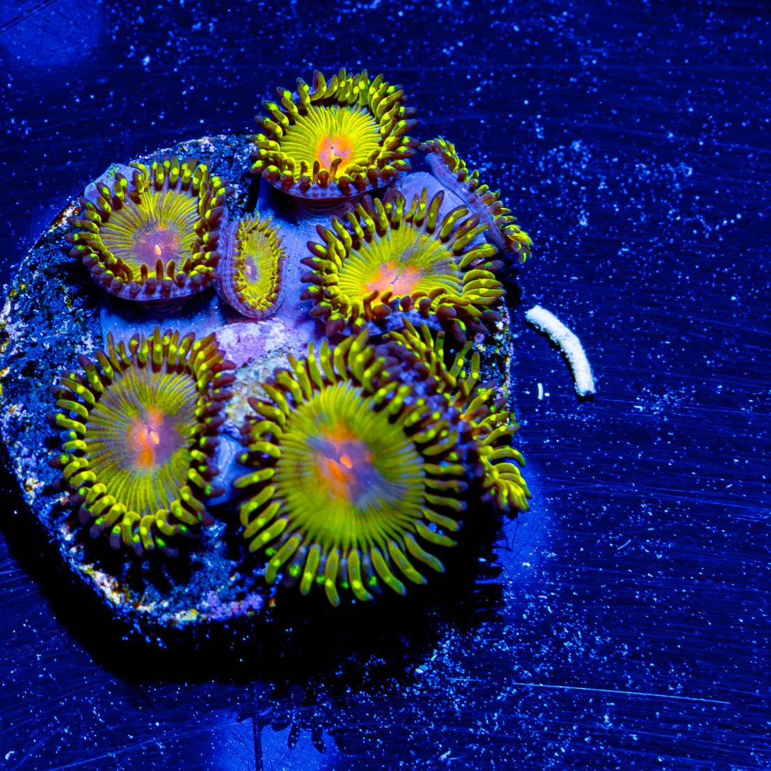 Golden Gods Zoanthid - riptide aquaculture llc